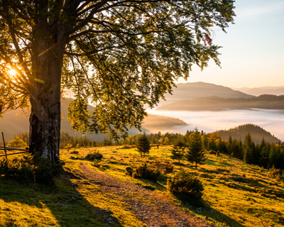 sunrise landscape with a large tree overlooking a misty valley surrounded by mountains and lush greenery perfect for hiking and outdoor adventures two hikers on the path